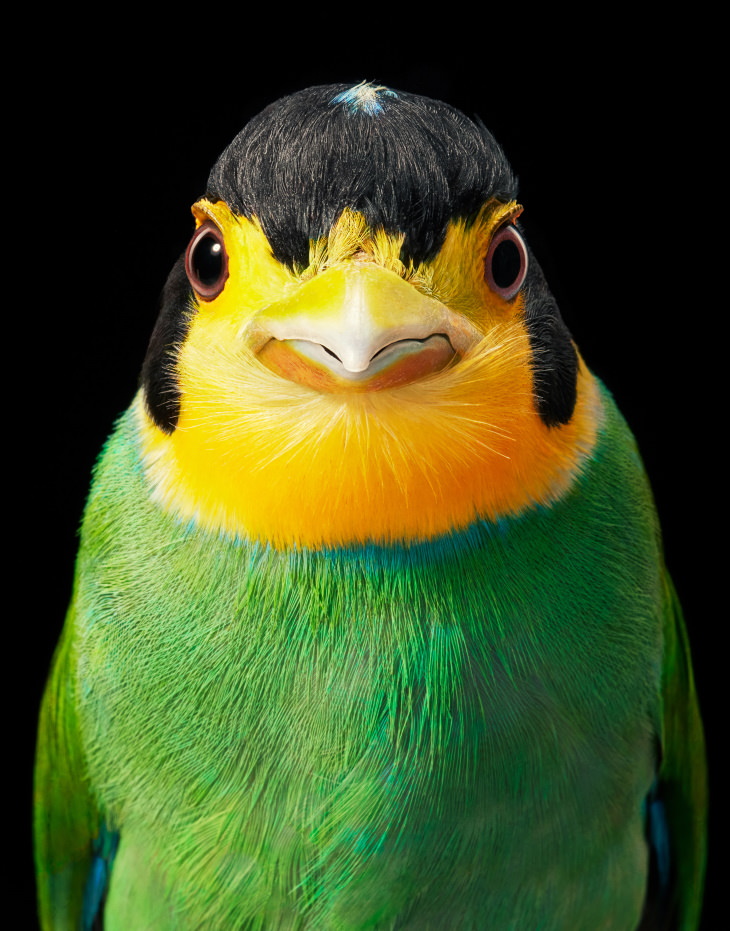 Bird Portraits by Tim Flach Long-tailed broadbill