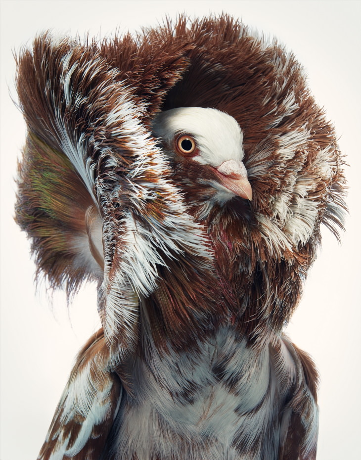 Bird Portraits by Tim Flach Jacobian Pigeon