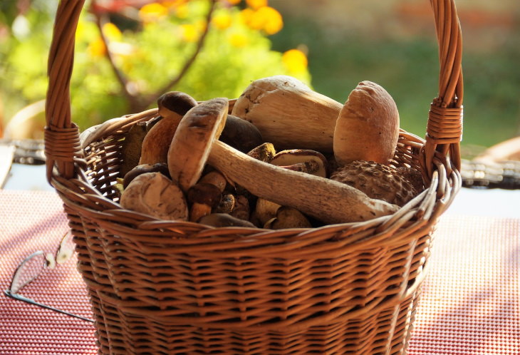 Foods You Should Never Eat Raw Forest Mushrooms