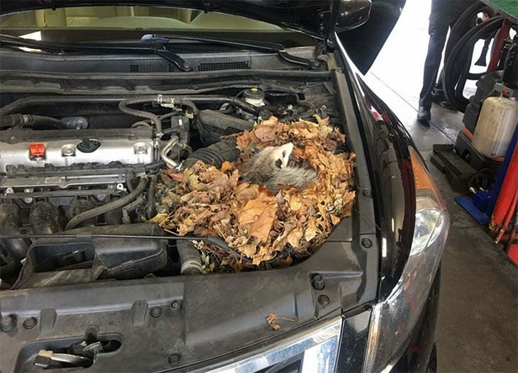 Weirdest Things Car Mechanics Spotted on the Job possum