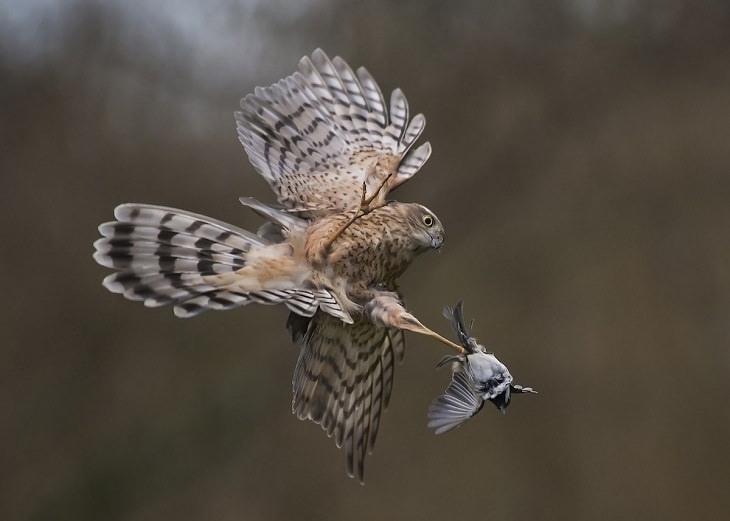 British Wildlife Photo Awards, Sparrowhawk
