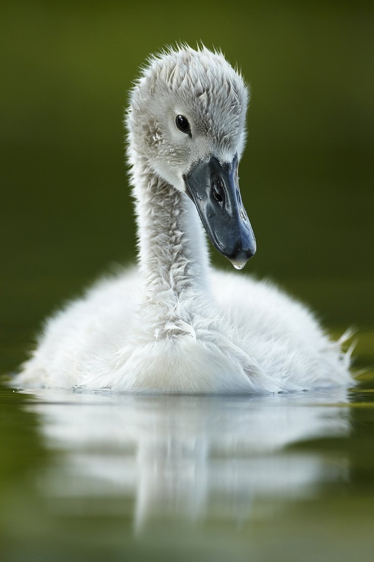 British Wildlife Photo Awards, Mute Swan Cygnet in Canal