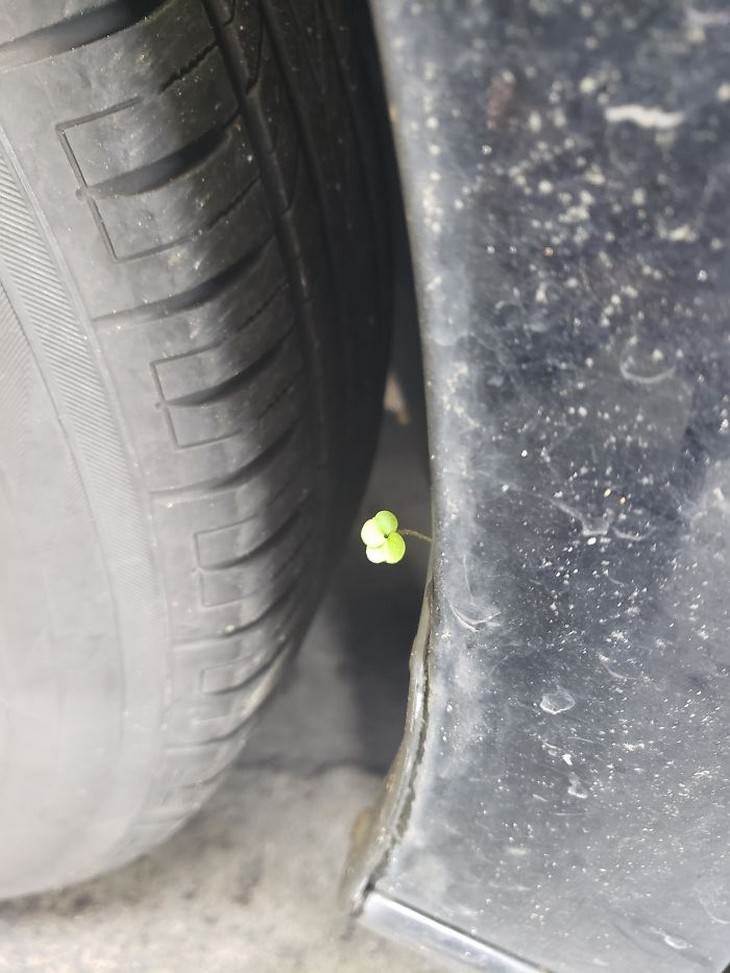 Weirdest Things Car Mechanics Spotted on the Job four leaf clover