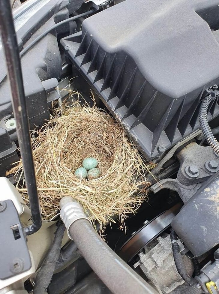 Weirdest Things Car Mechanics Spotted on the Job, bird nest