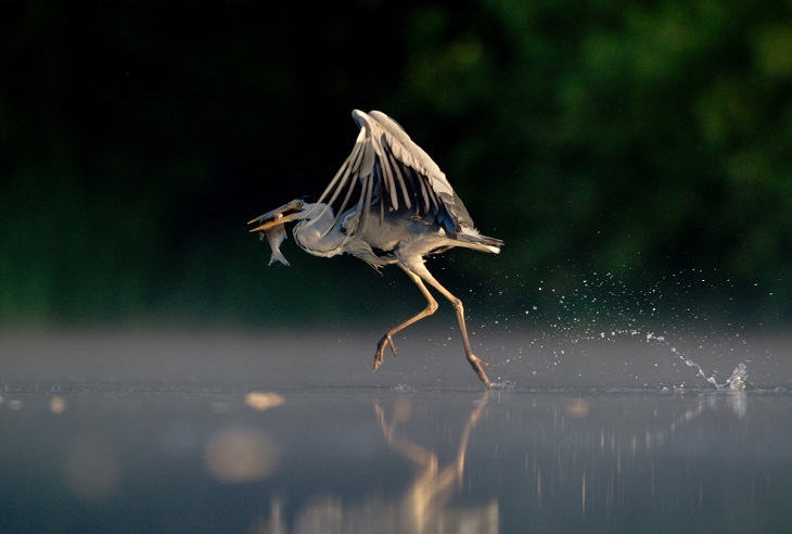 British Wildlife Photo Awards, Grey Heron