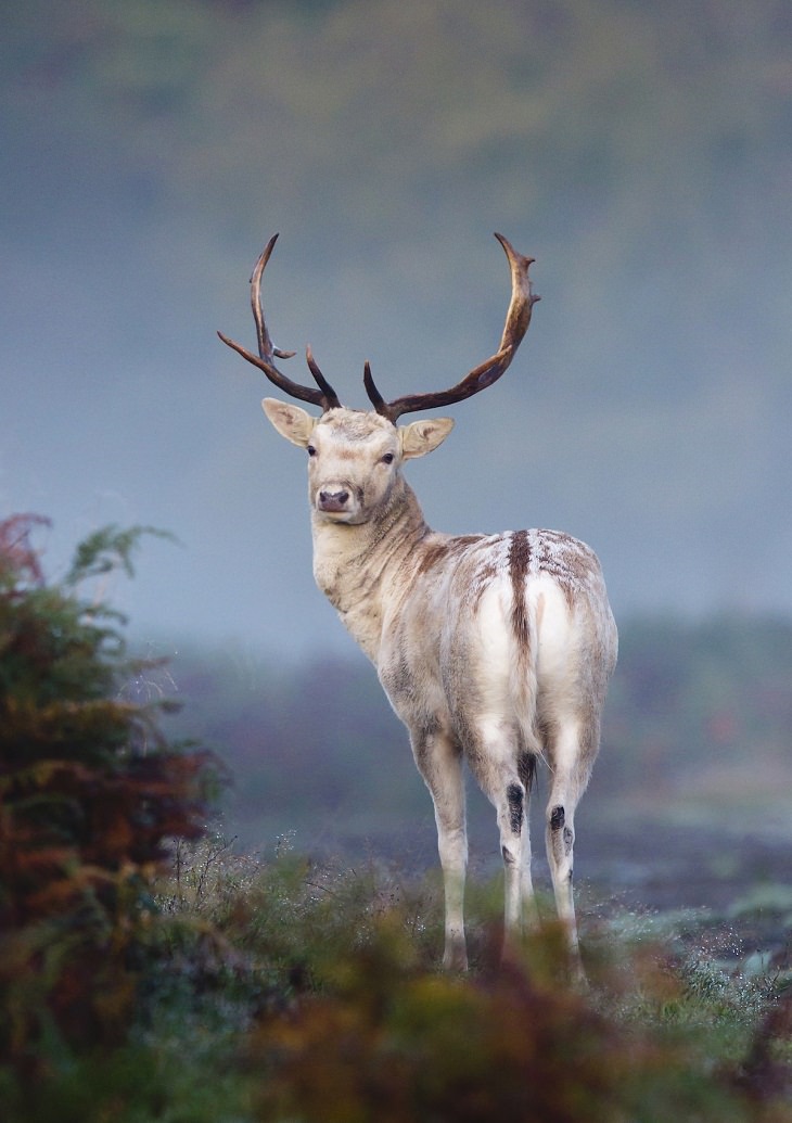 British Wildlife Photo Awards, Fallow Deer,
