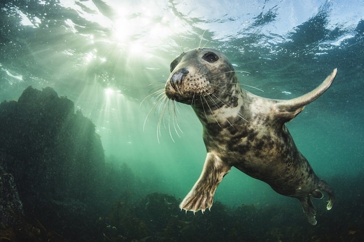 British Wildlife Photo Awards, Grey seal