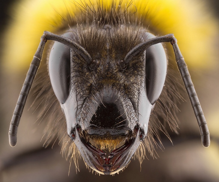 British Wildlife Photo Awards, Garden Bumblebee
