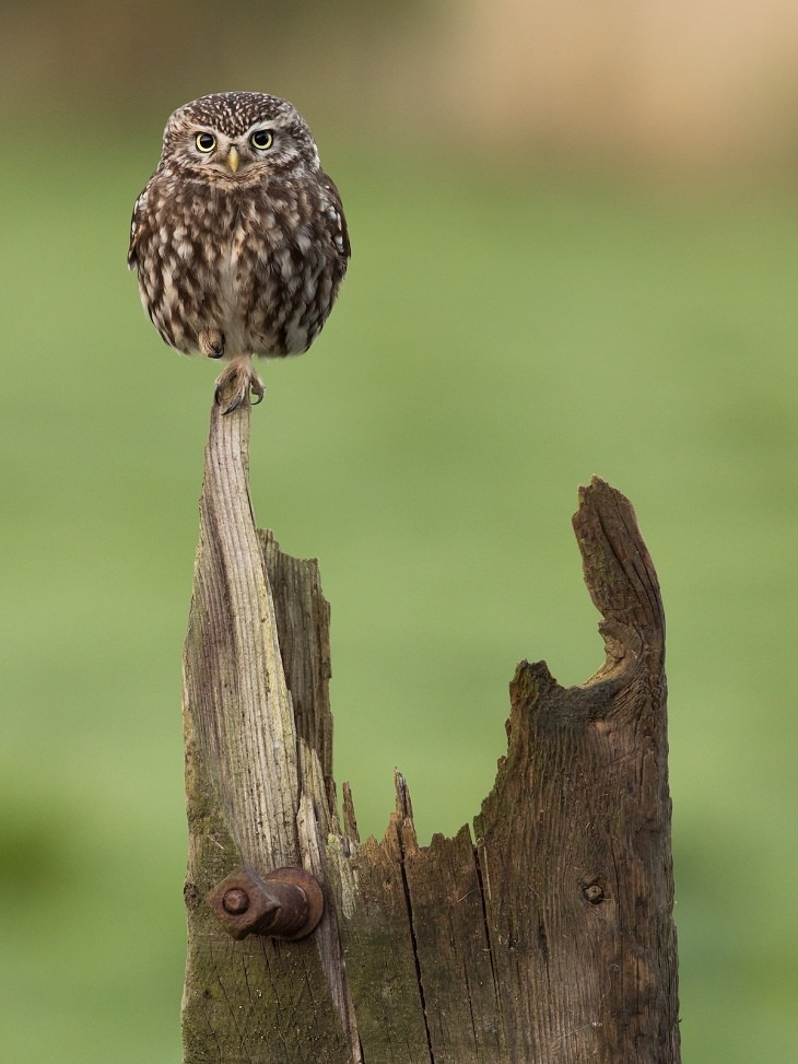 British Wildlife Photo Awards, Little owl
