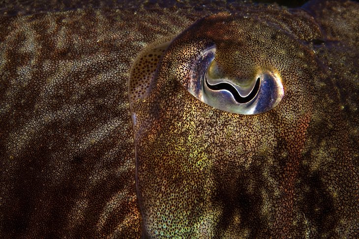 British Wildlife Photo Awards, Cuttlefish Eye