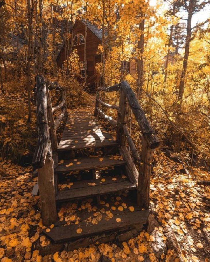 Autumn 2020, cabin, trees