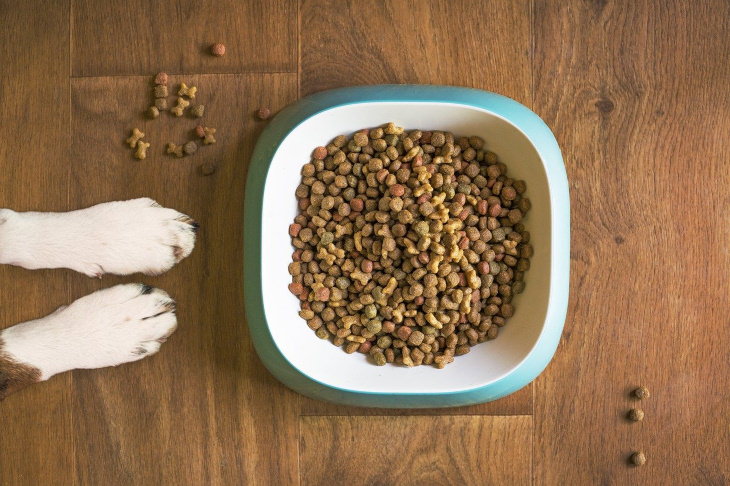 6 Things That Attract Rodents to Your Home dog food