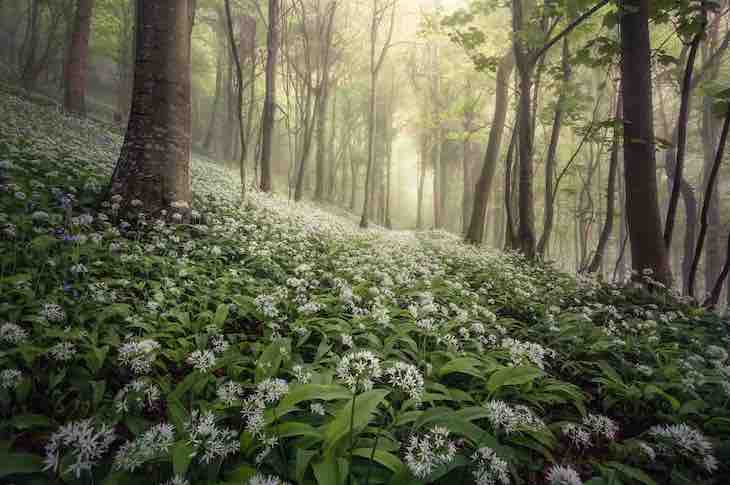 Landscape Photography Awards Highlight UK's Beauty, “Woolland Woods” by Chris Frost