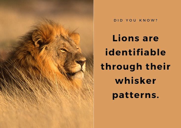 15 Intriguing Facts About the World Around Us, lion whiskers