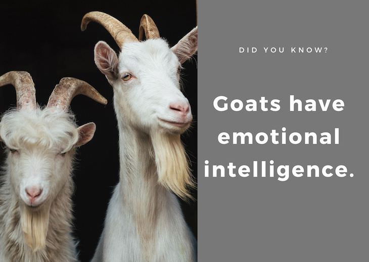 15 Intriguing Facts About the World Around Us, goats emotional inteligence 