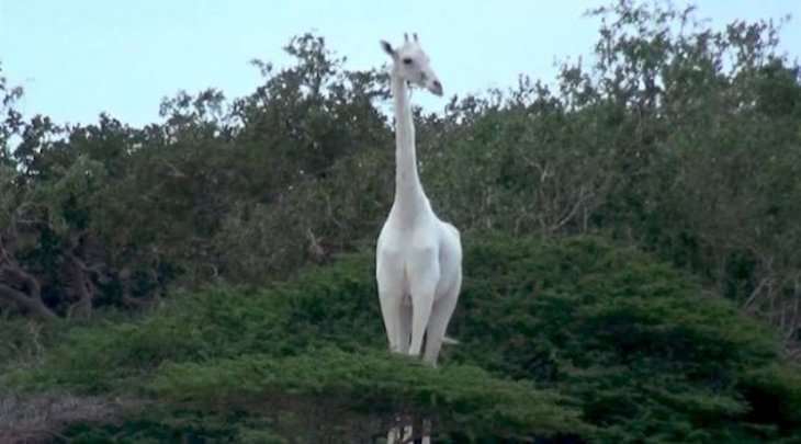 18 Remarkable Images That Offer a New Perspective, Albino Giraffe