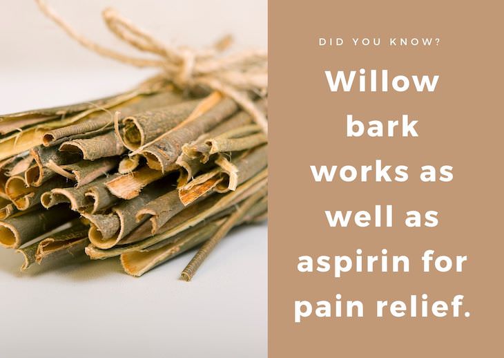 15 Intriguing Facts About the World Around Us, willow bark as pain killer