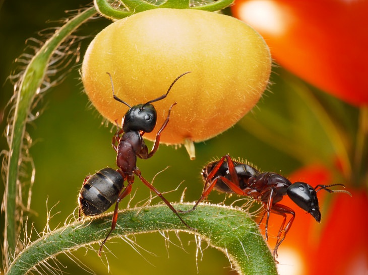 Baking Soda for Garden, ant infestations  