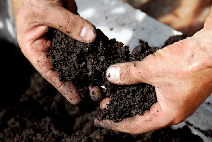 Baking Soda for Garden, Ph of the soil