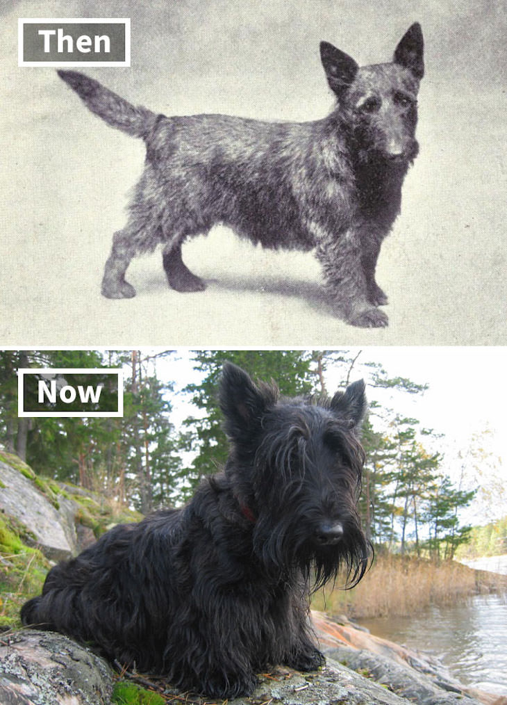 What Popular Dog Breeds Looked Like 100 Year Ago, Scottish Terrier