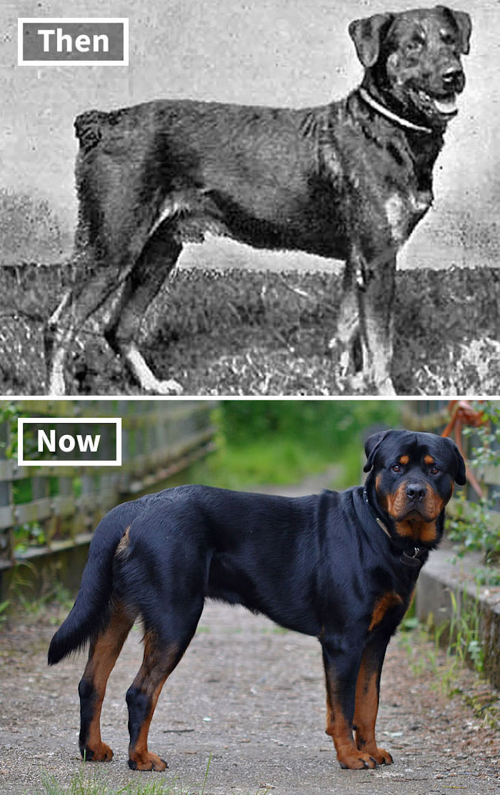 What Popular Dog Breeds Looked Like 100 Year Ago,  Rottweiler