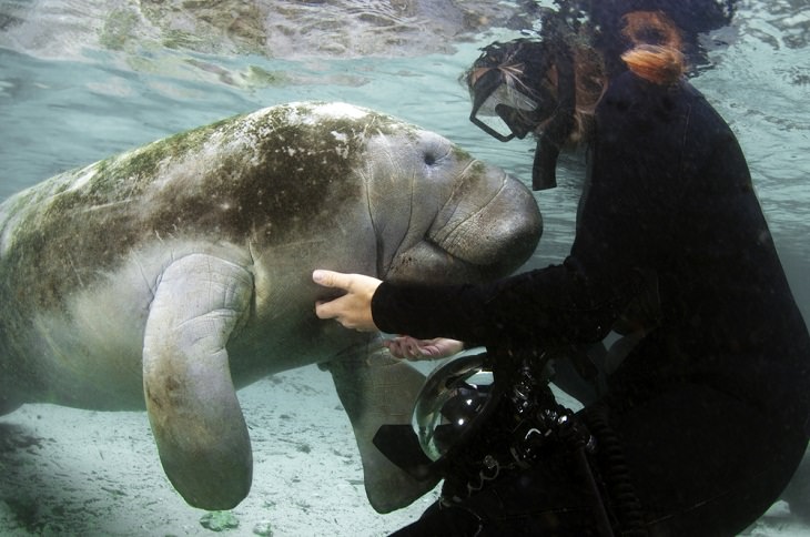 Adorable Sea Animals, manatees