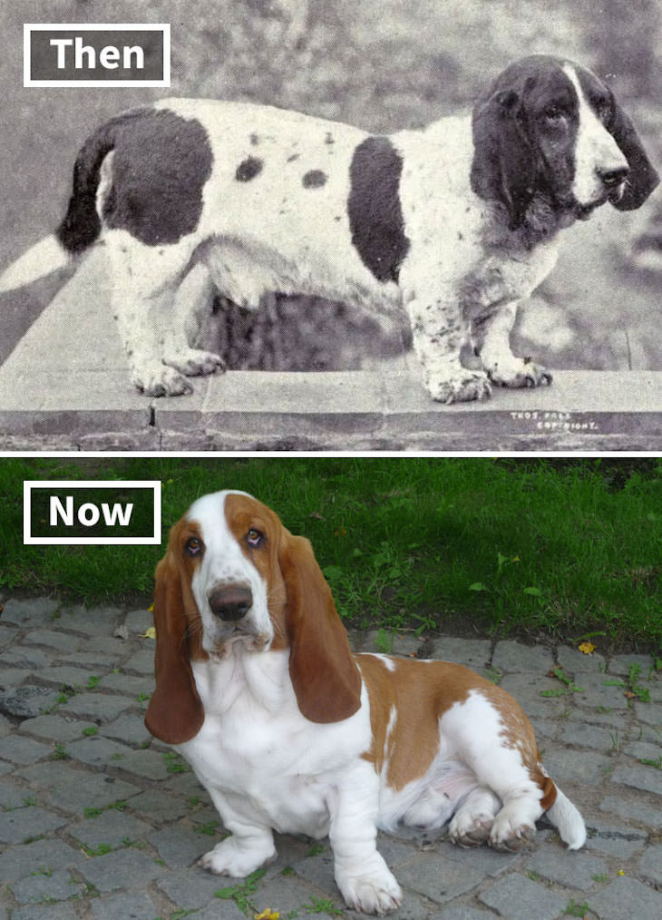 What Popular Dog Breeds Looked Like 100 Year Ago, Besset Hound