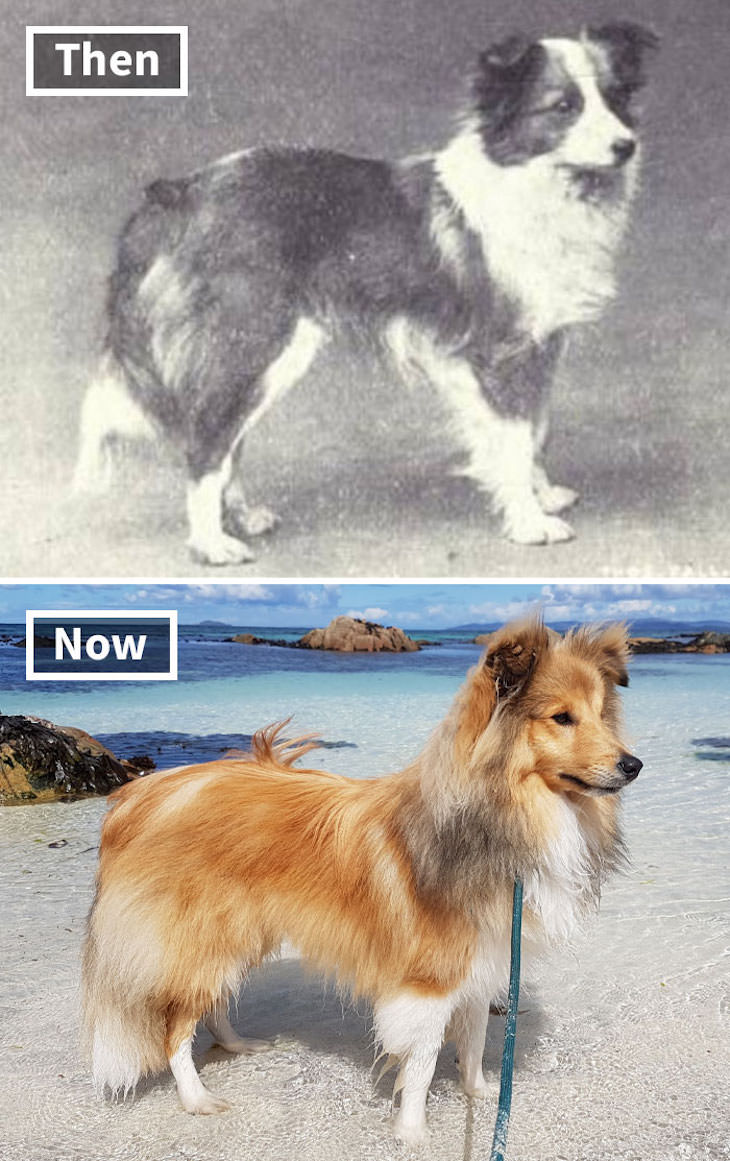 What Popular Dog Breeds Looked Like 100 Year Ago, Shetland Sheepdog