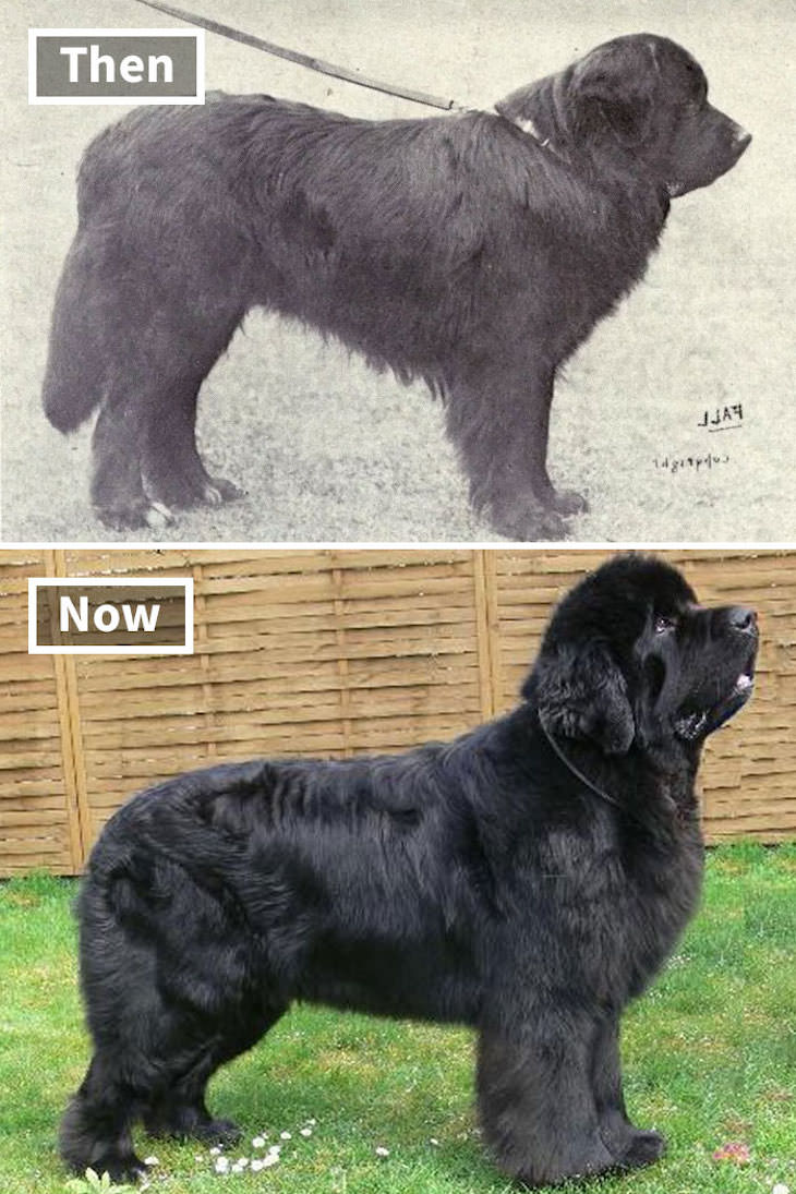 What Popular Dog Breeds Looked Like 100 Year Ago, Newfoundland