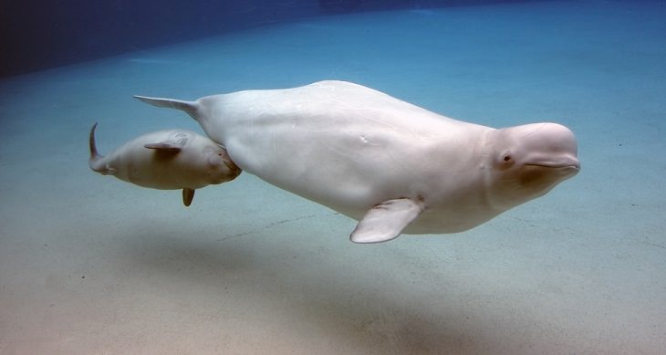 Adorable Sea Animals, Beluga Whales