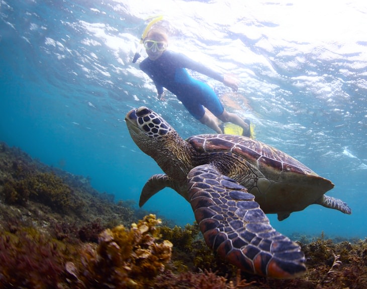 Adorable Sea Animals, Sea Turtles 