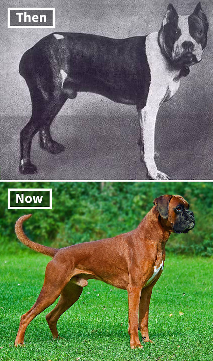 What Popular Dog Breeds Looked Like 100 Year Ago, boxer