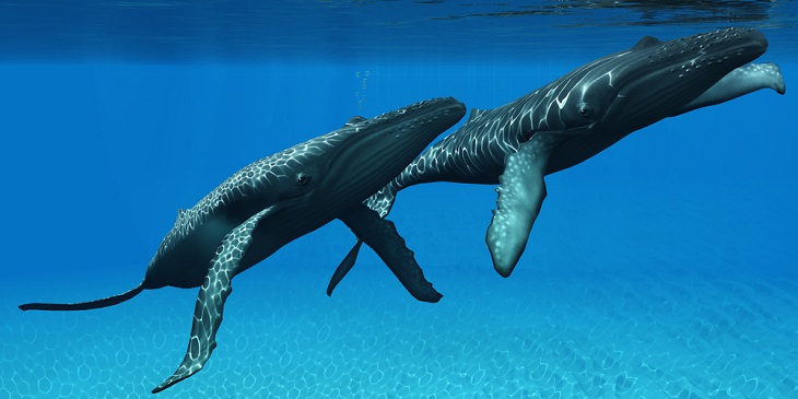 Adorable Sea Animals, Humpback Whales 