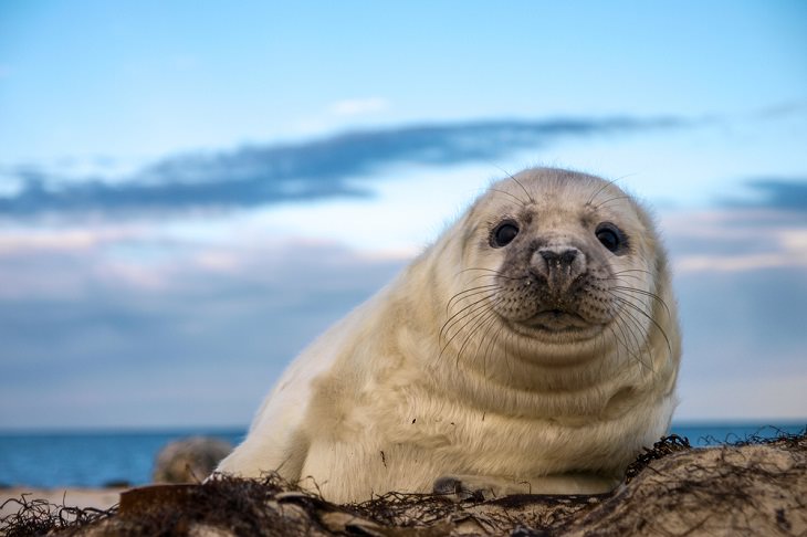 Adorable Sea Animals, Seals 