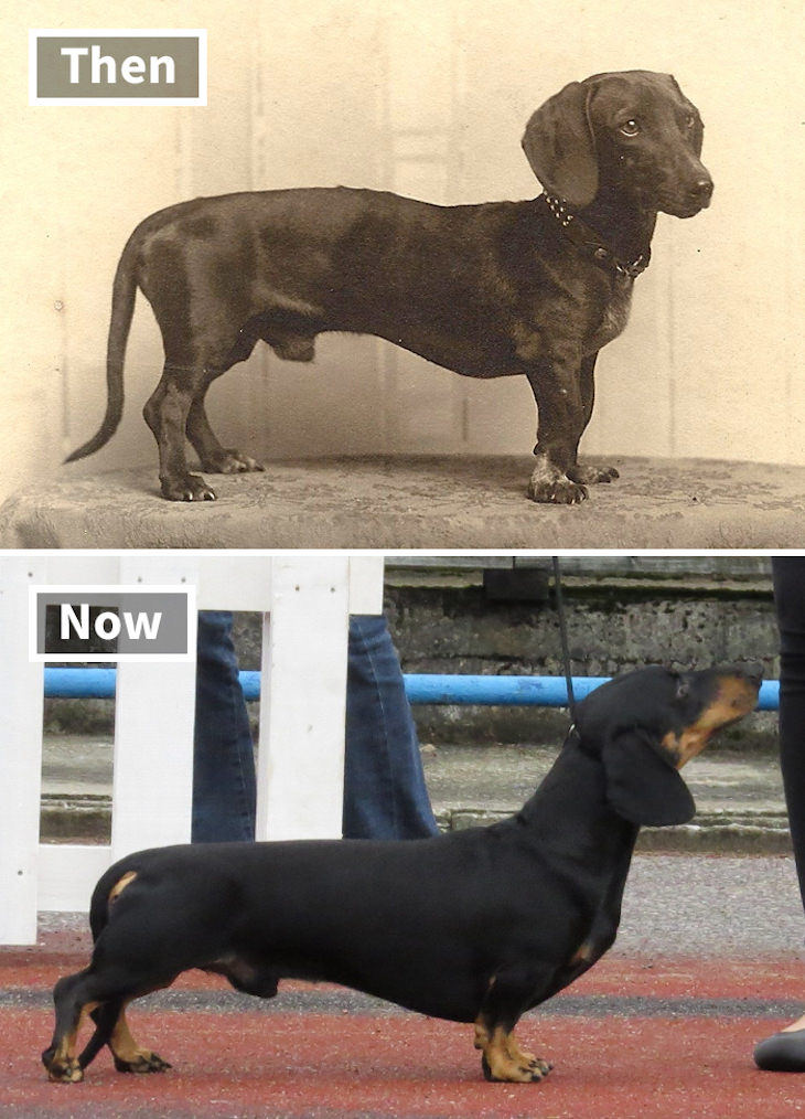 What Popular Dog Breeds Looked Like 100 Year Ago, Dachshund