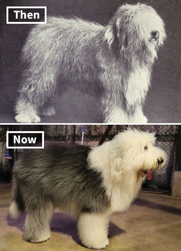 What Popular Dog Breeds Looked Like 100 Year Ago, Old English Sheepdog