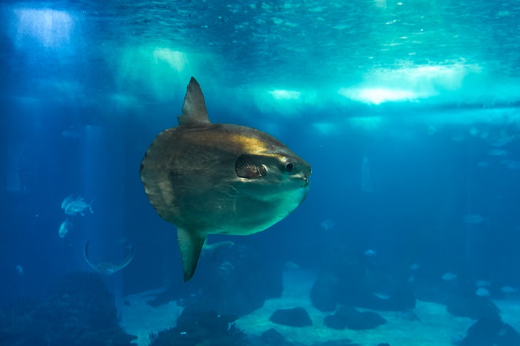 Adorable Sea Animals, Sunfish 