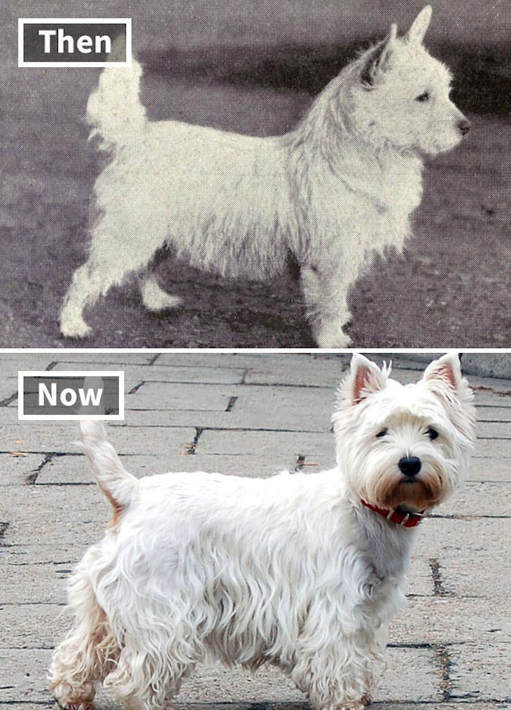 What Popular Dog Breeds Looked Like 100 Year Ago, West Highland White Terrier
