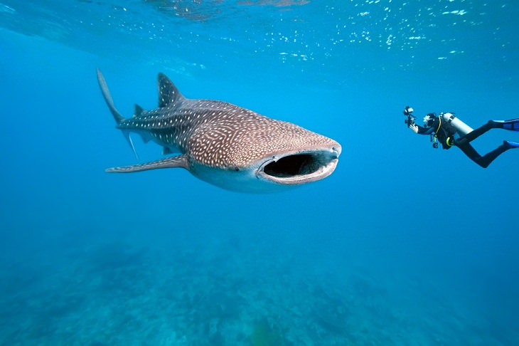 Adorable Sea Animals, Whale Shark