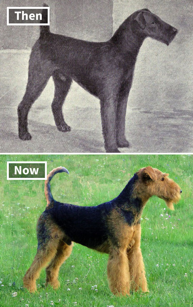 What Popular Dog Breeds Looked Like 100 Year Ago, Airedale Terrier