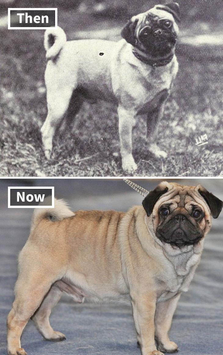 What Popular Dog Breeds Looked Like 100 Year Ago, pug