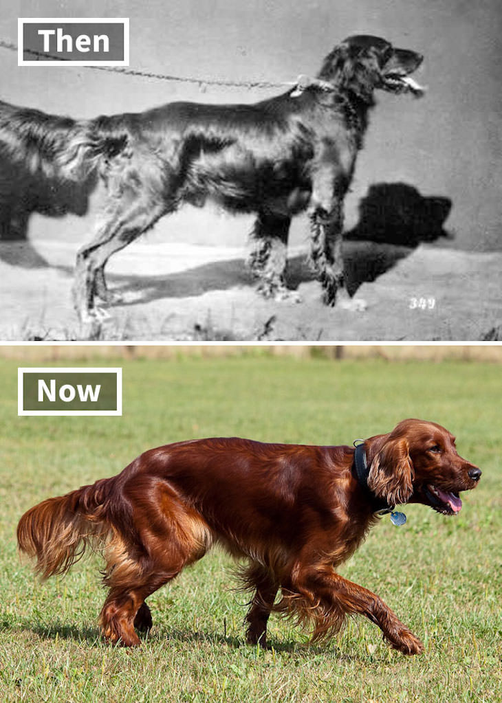 What Popular Dog Breeds Looked Like 100 Year Ago, Irish Setter