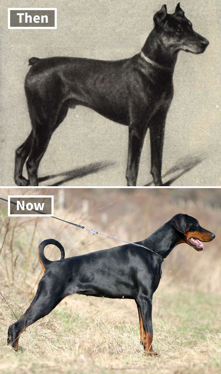 What Popular Dog Breeds Looked Like 100 Year Ago, Dobermann