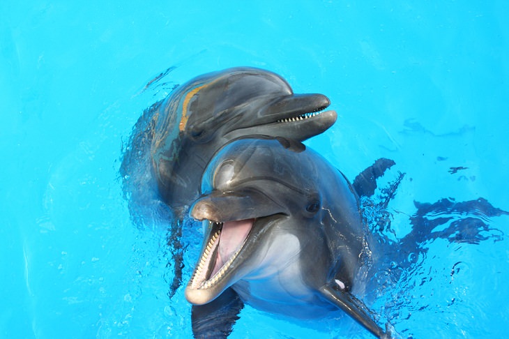 Adorable Sea Animals, Dolphins