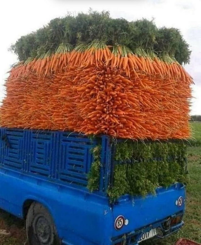 food fails carrots