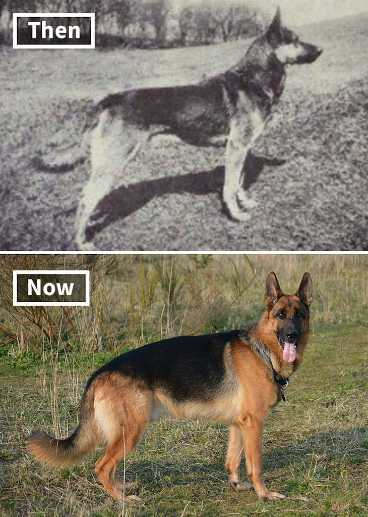 What Popular Dog Breeds Looked Like 100 Year Ago, German Shepherd
