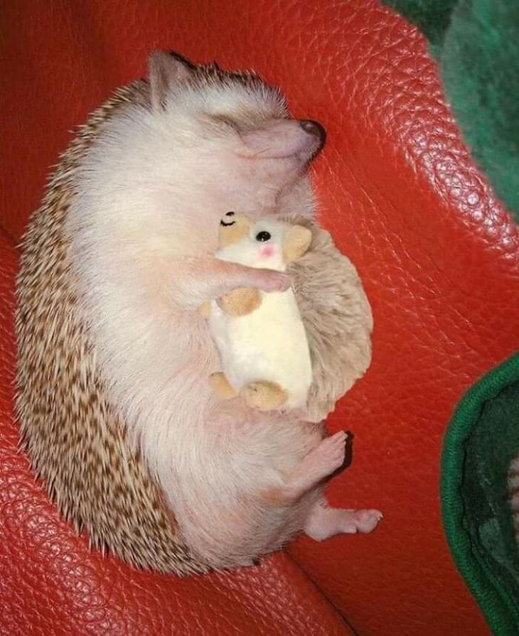 Heart Melting Photos of Pets & Their Favorite Toys, hedgehog
