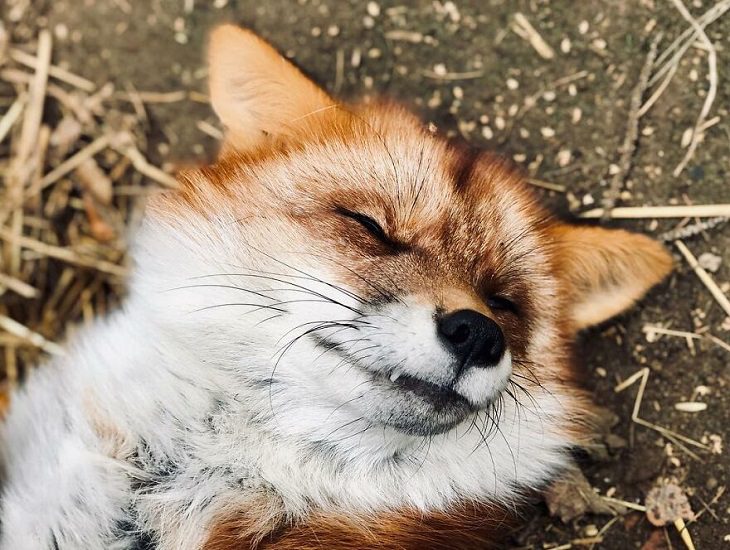 Photographs of adorable rescued fox Woody