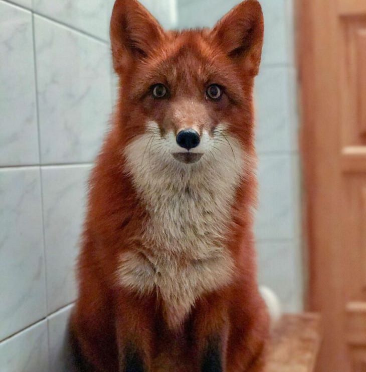 Fotos de Woody, a adorável raposa resgatada
