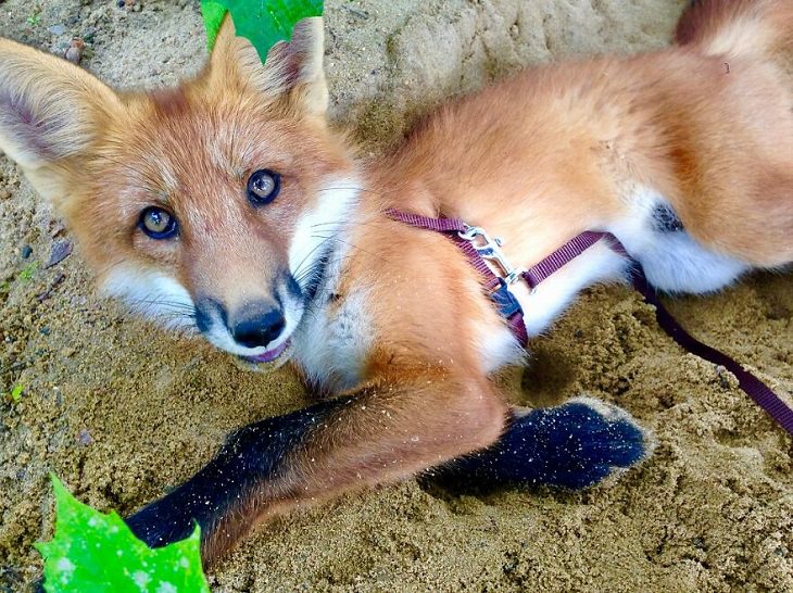 Fotos de Woody, a adorável raposa resgatada